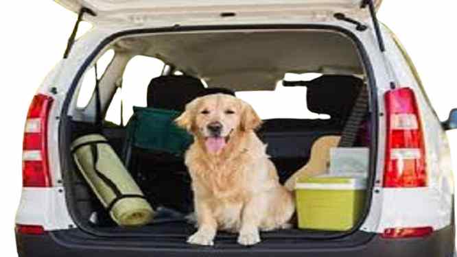 aphis pet travel